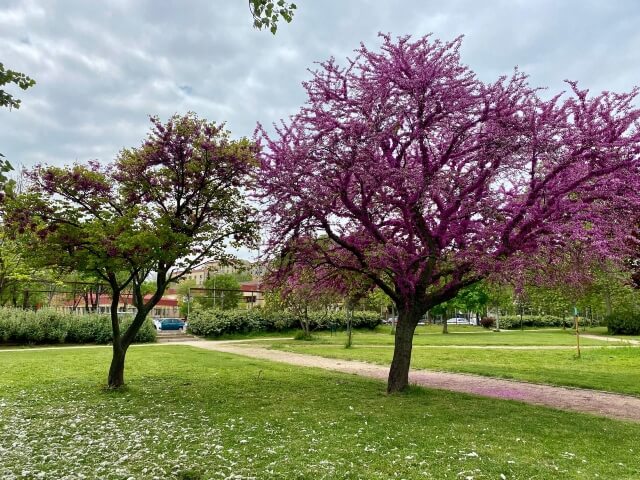 Almendro en flor en el parque de Pradolongo